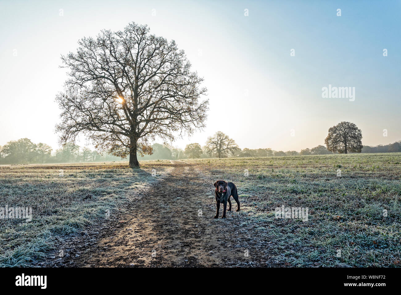 Il Labrador cane a spasso per il misty congelati Hampshire campagna invernale Foto Stock