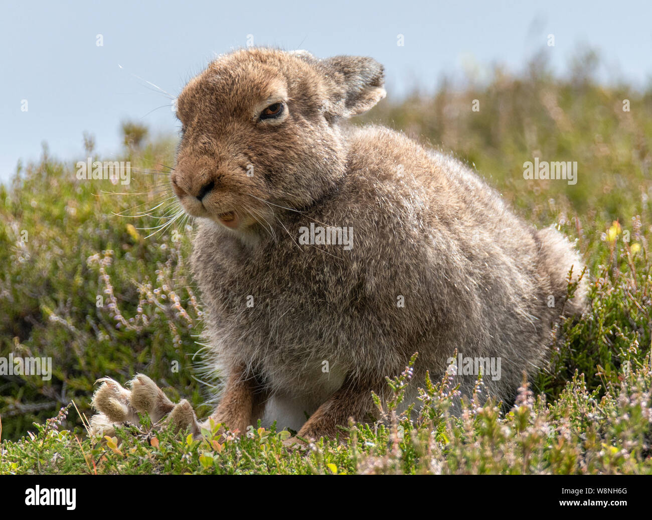 Close up Mountain lepre (Lepus timidus) toelettatura, Highlands scozzesi in estate Foto Stock