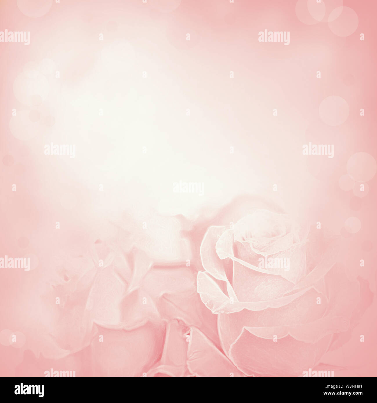 Sfondo rosa con fiori di rosa. Bellezza sfondi a molla con rose, arte simulazione da una vera e propria foto Foto Stock