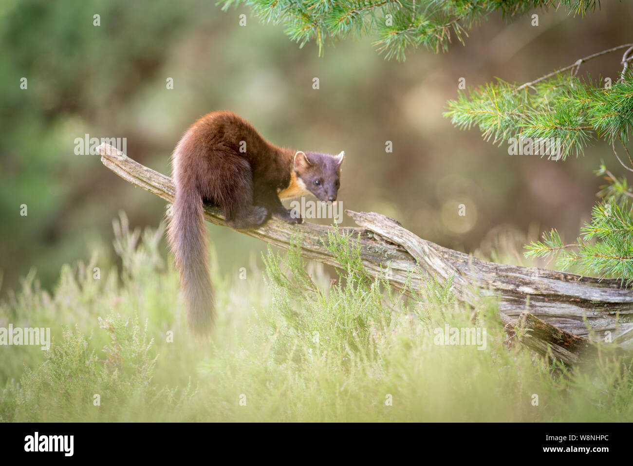 Femmina di martora (Martes martes) appollaiato sulla caduta albero nella foresta di pini Foto Stock