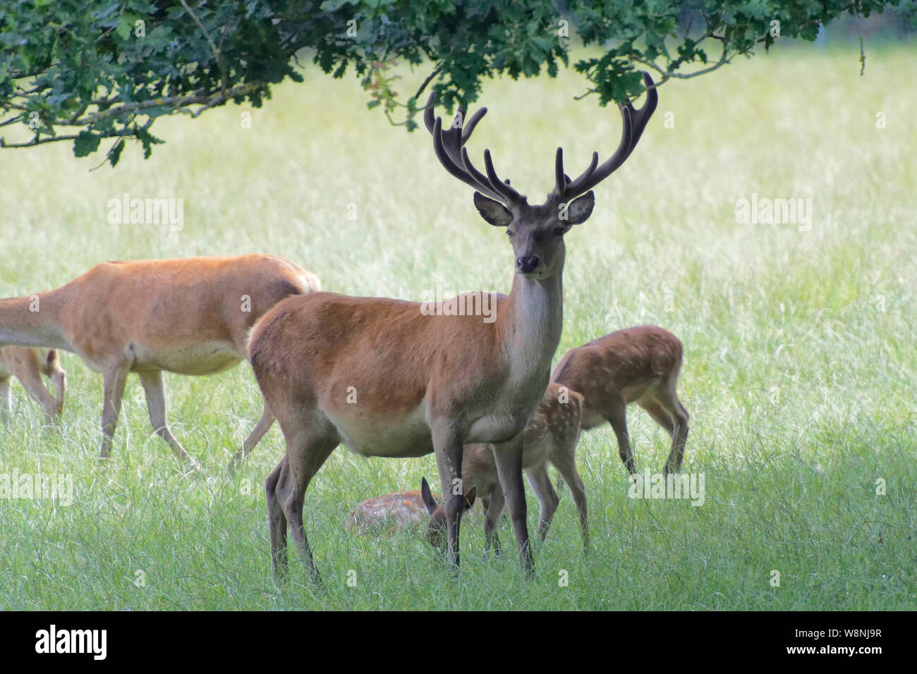 Red Deer presso il British Centro faunistico Foto Stock