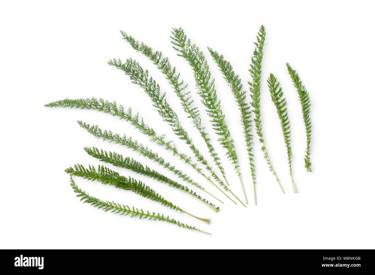 Le foglie fresche di comune yarrow isolati su sfondo bianco Foto Stock