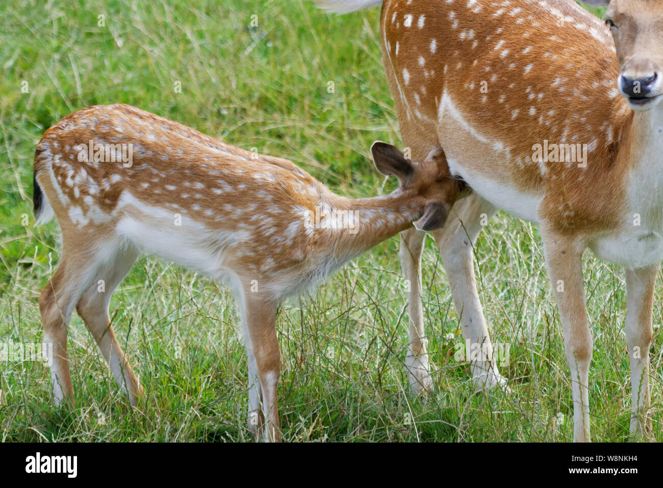 Daini presso il British Centro faunistico Foto Stock