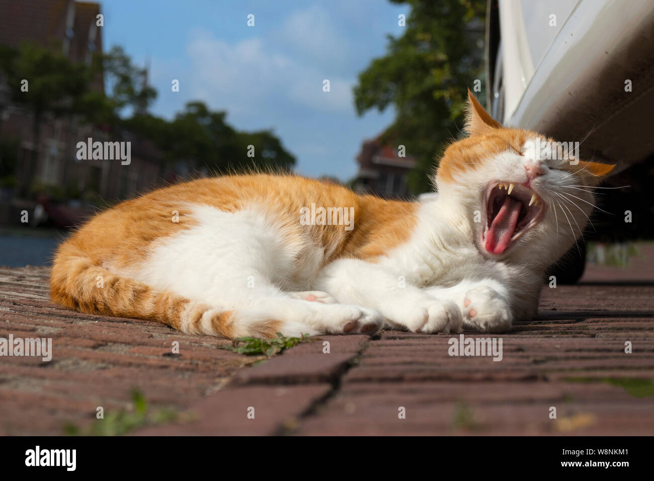 Giacente rosso gatto bianco è a sbadigliare e mostrando i suoi denti affilati Foto Stock