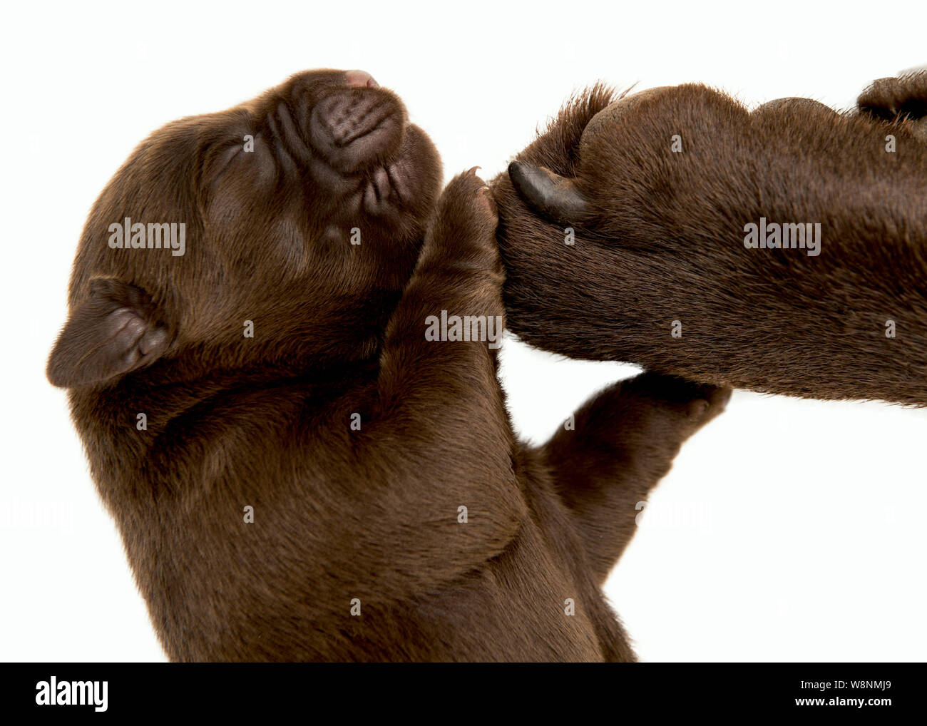 Cioccolato al neonato Labrador cucciolo di toccare la sua zampa delle madri Foto Stock