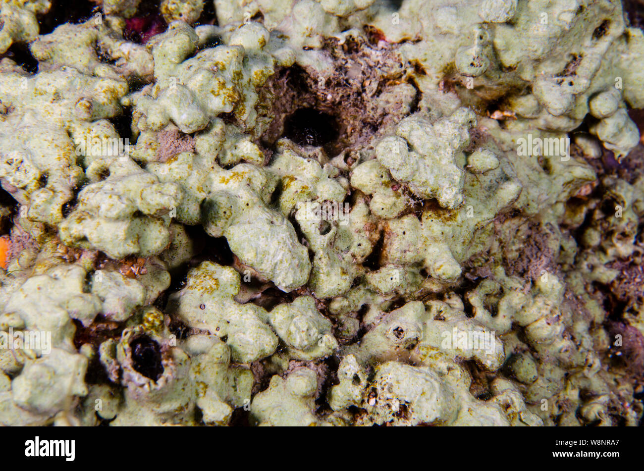 Spugna Ircina coenobita, Irciniidae, Demospongiae, Tor Paterno Area Marina Protetta, Roma, Italia, Mare Mediterraneo Foto Stock