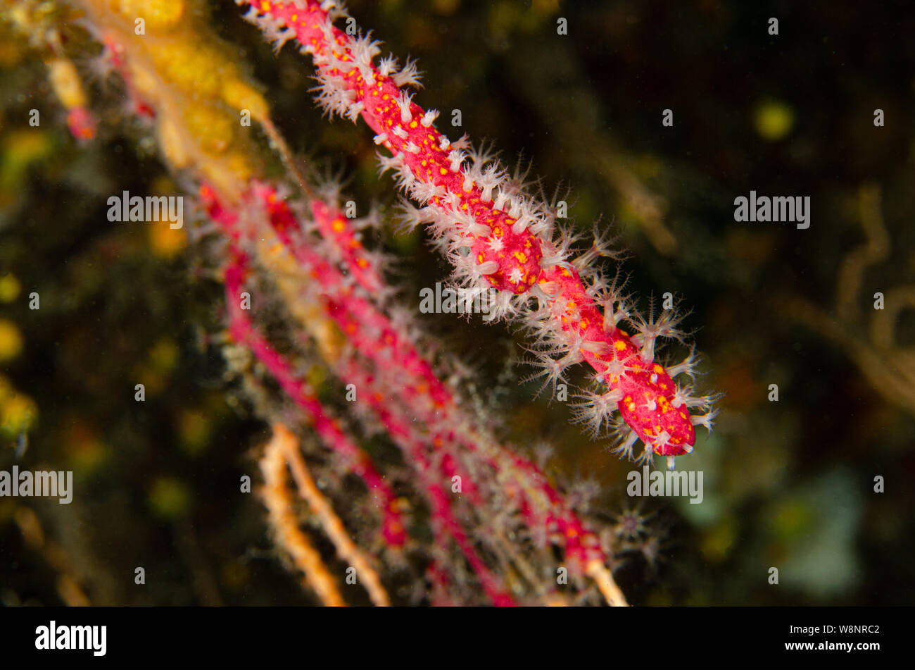 Falso corallo rosso, Parerythropodium coralloides, Alcyoniidae, Tor Paterno Area Marina Protetta, Roma, Italia, Mare Mediterraneo Foto Stock
