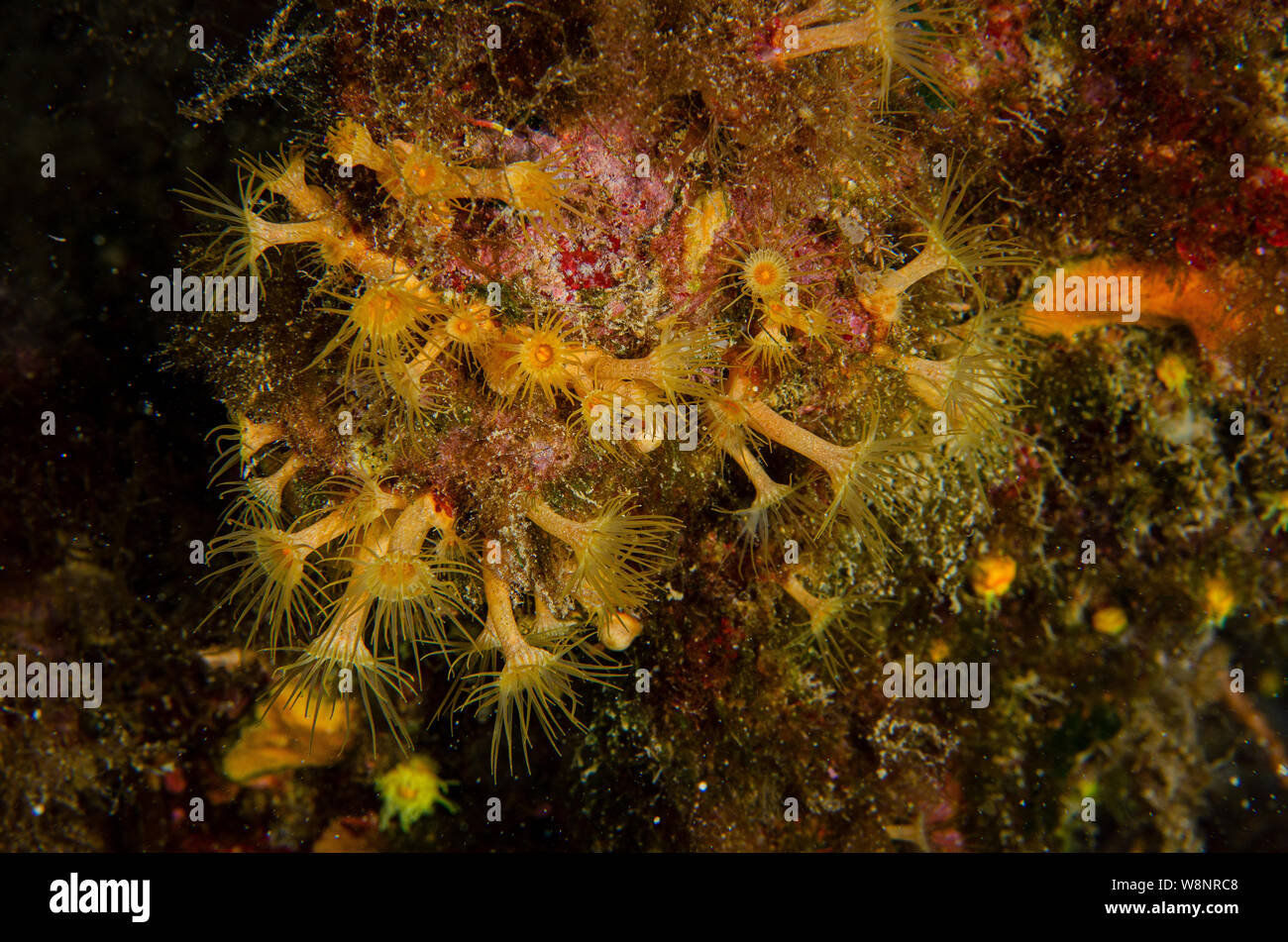 Cluster Ellow anemone, Parazoanthus axinellae, Parazoanthidae, Tor Paterno Area Marina Protetta, Roma, Italia, Mare Mediterraneo Foto Stock