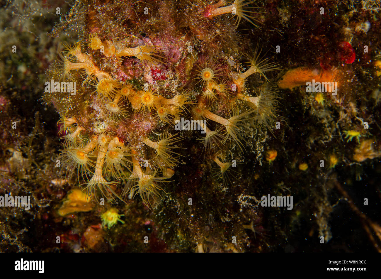 Cluster Ellow anemone, Parazoanthus axinellae, Parazoanthidae, Tor Paterno Area Marina Protetta, Roma, Italia, Mare Mediterraneo Foto Stock