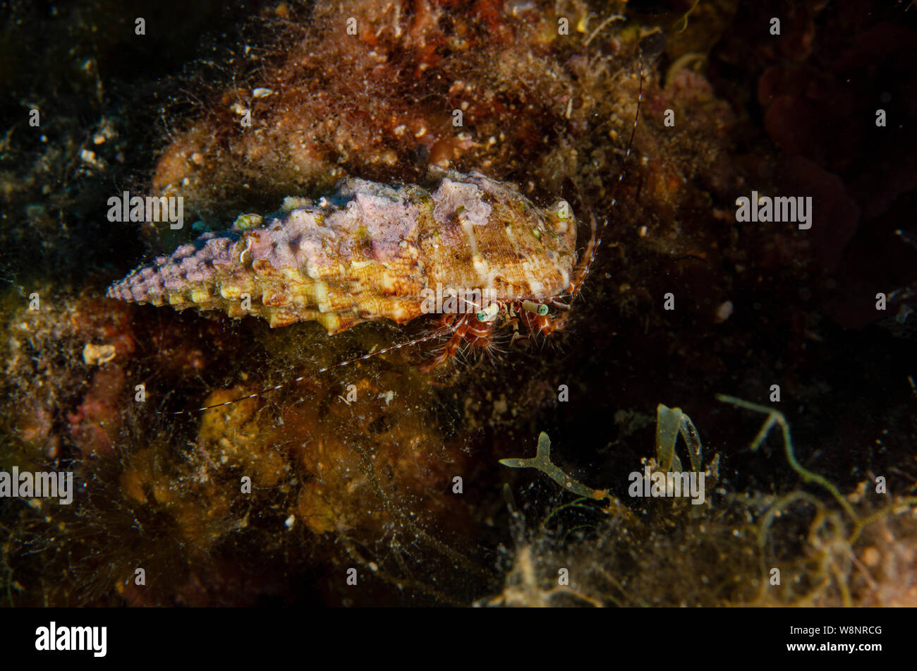Striping granchio eremita, Long-armato granchio eremita, Pagurus anachoretus, Paguridae, Tor Paterno Area Marina Protetta, Roma, Italia, Mare Mediterraneo Foto Stock