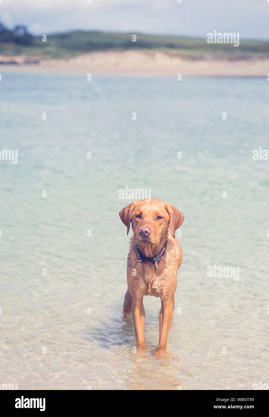 Una volpe red labrador retriever cane cercando montare e forte stando all'oceano su di una spiaggia di sabbia durante una vacanza estiva con spazio di copia per il mais Foto Stock