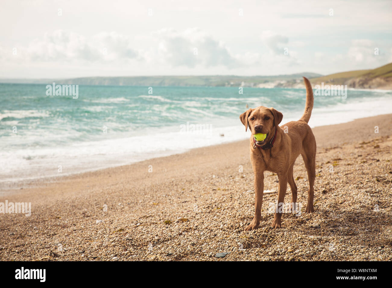 Un sani e in forma giallo Labrador retriever cane in piedi su una spiaggia mentre sono in vacanza estiva e giocando con una palla nella sua bocca con spazio di copia Foto Stock