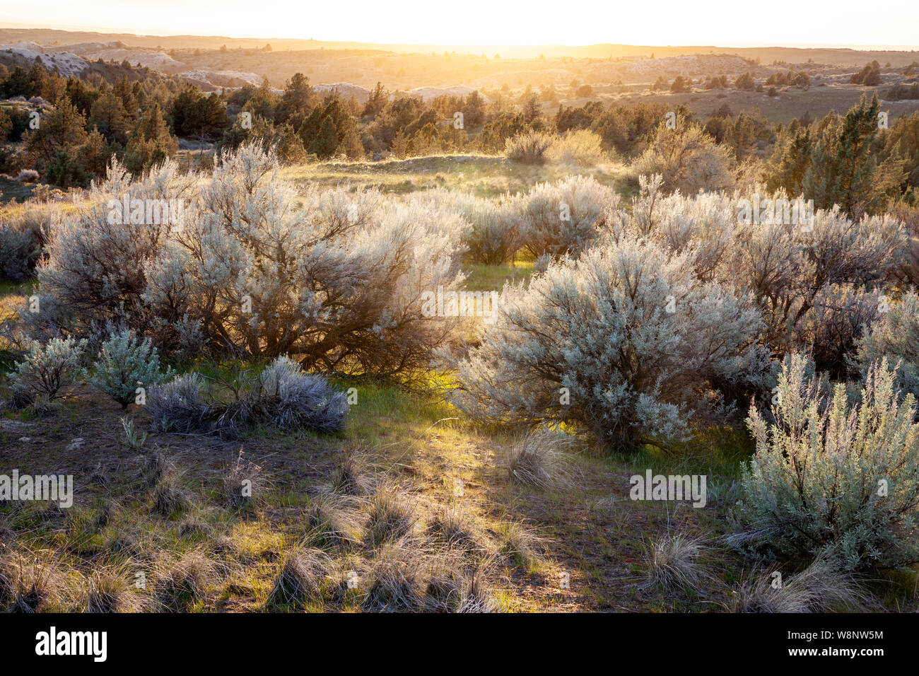 WA17227-00...WASHINGTON - tramonto sopra le dune di ginepro deserto. Foto Stock