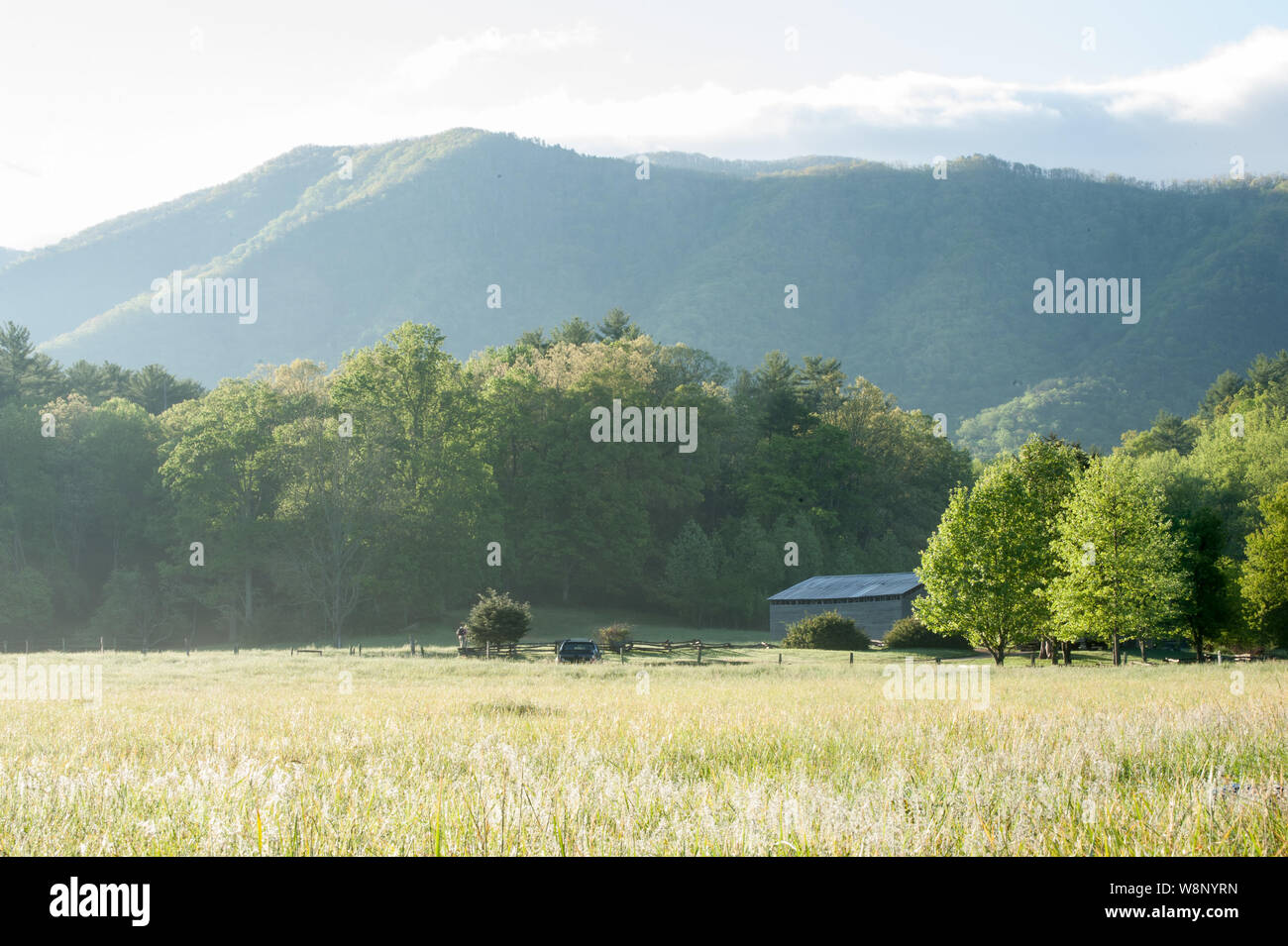 La mattina presto il sole brilla sull'erba contro lo sfondo di prati e montagne del Great Smoky Mountain National Park in Townsend, TN Foto Stock