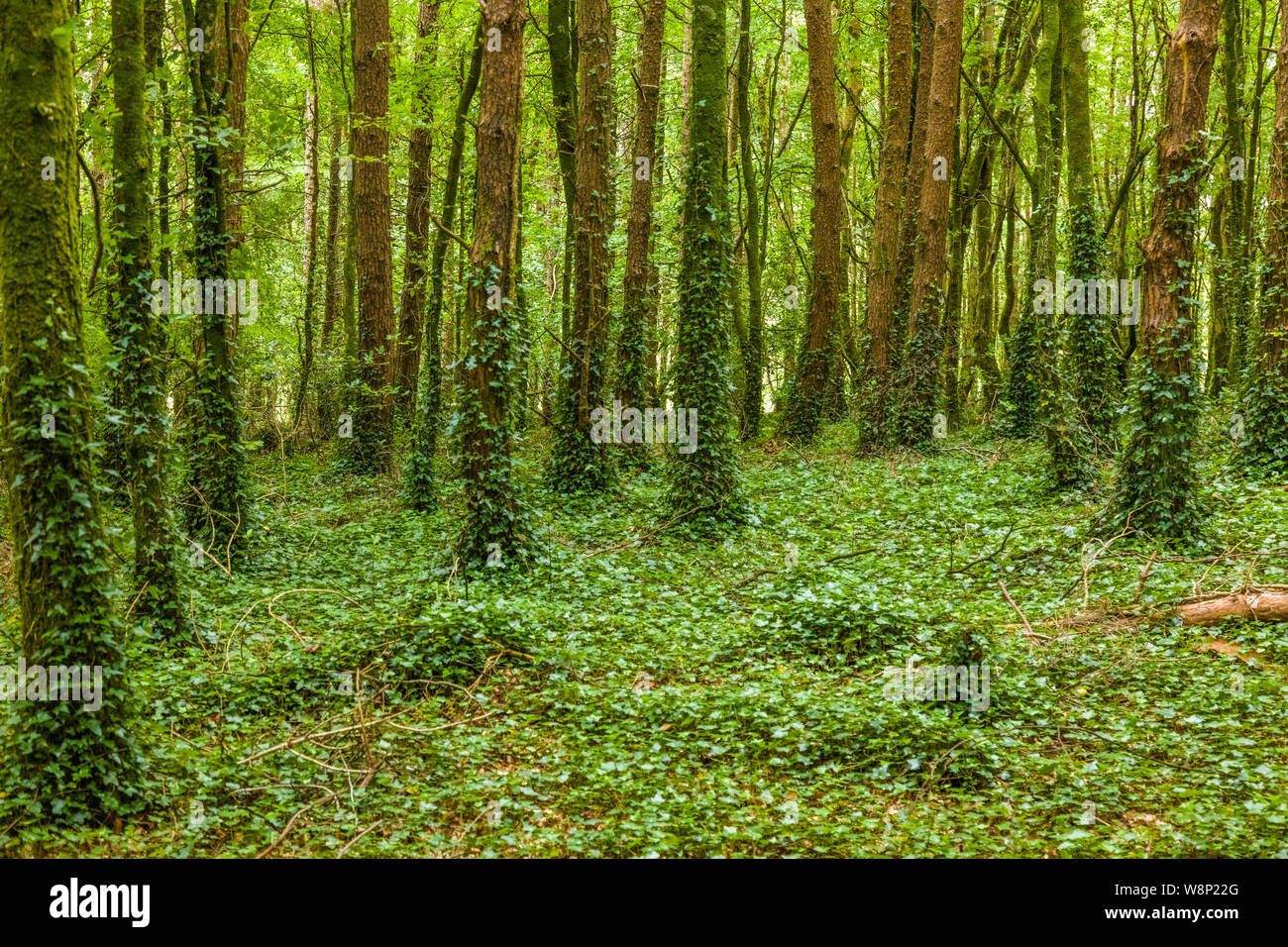 Estate verde dei boschi, nella contea di Mayo in Irlanda occidentale Foto Stock