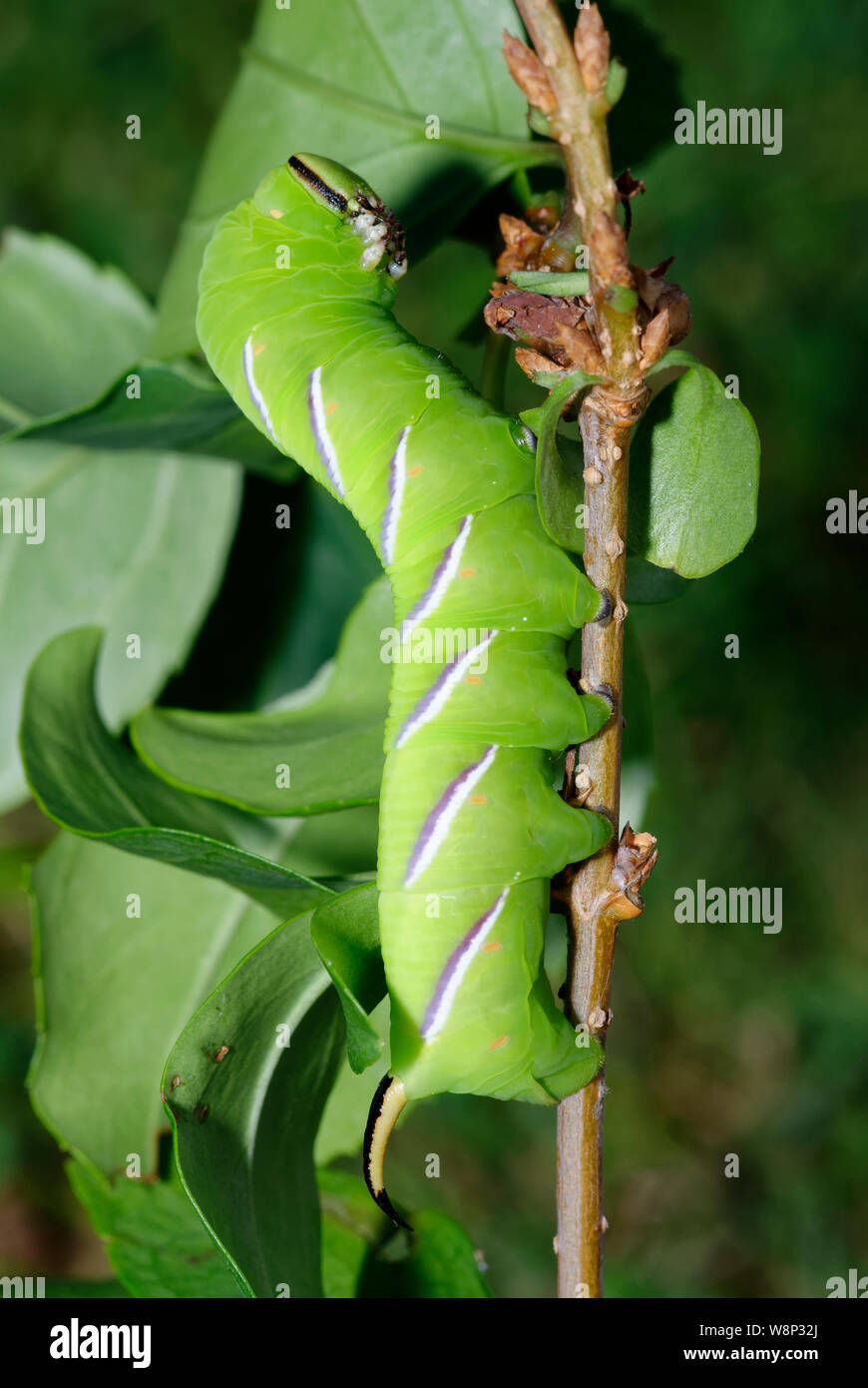 Ligustro Hawkmoth Caterpillar - Sphinx ligustri in posa difensiva Foto Stock