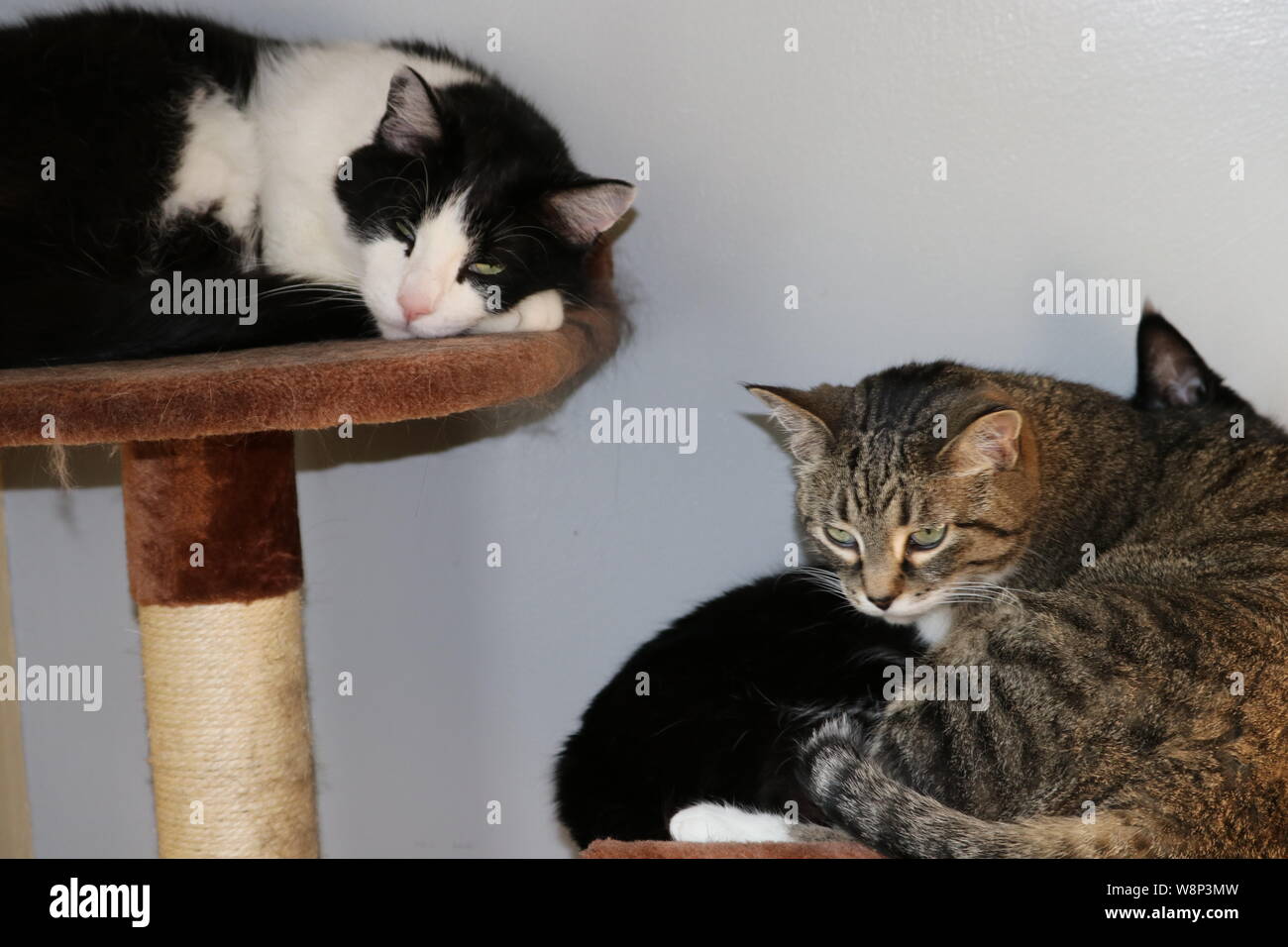 Max e Lilah Foto Stock