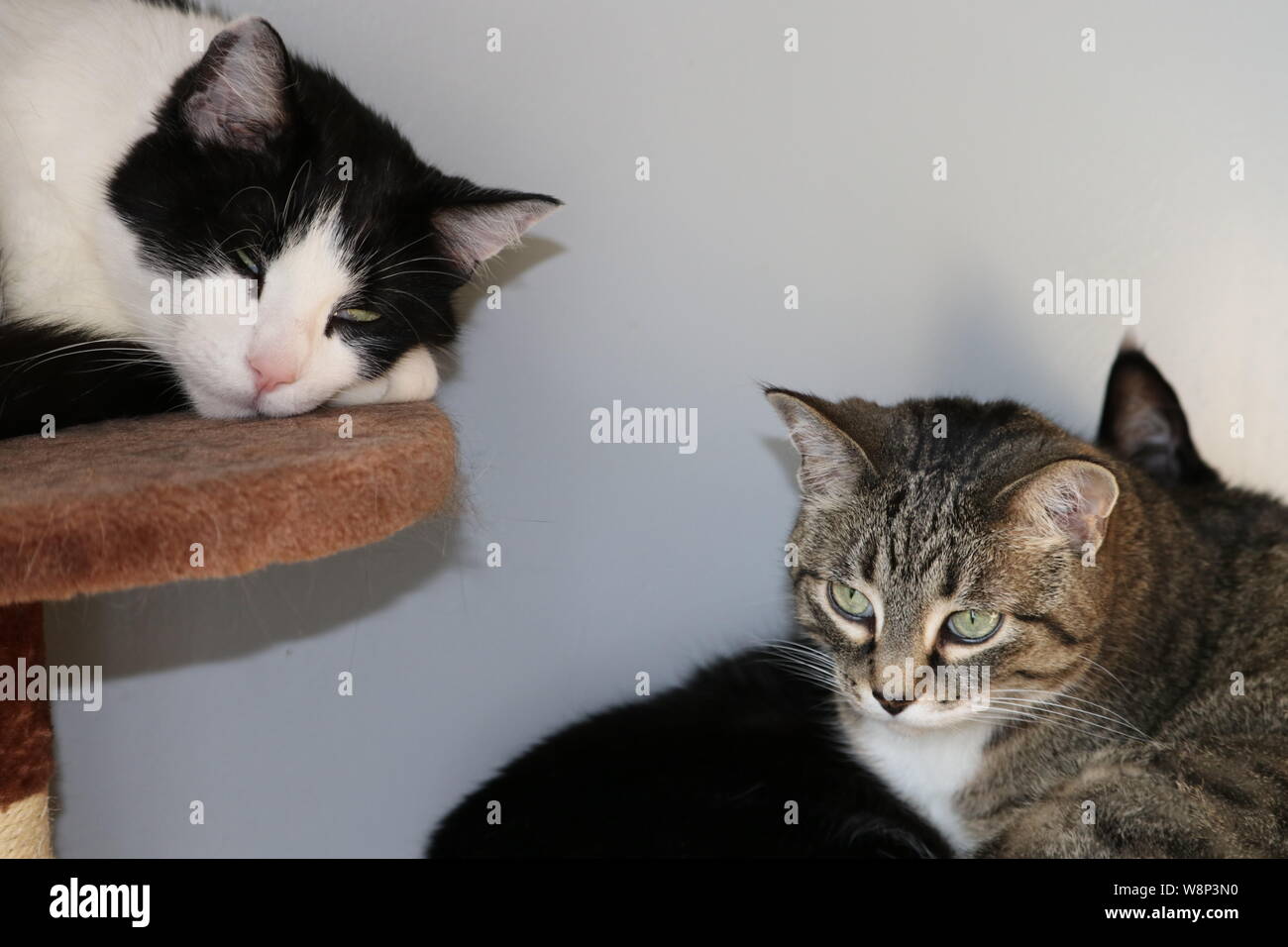 Max e Lilah Foto Stock