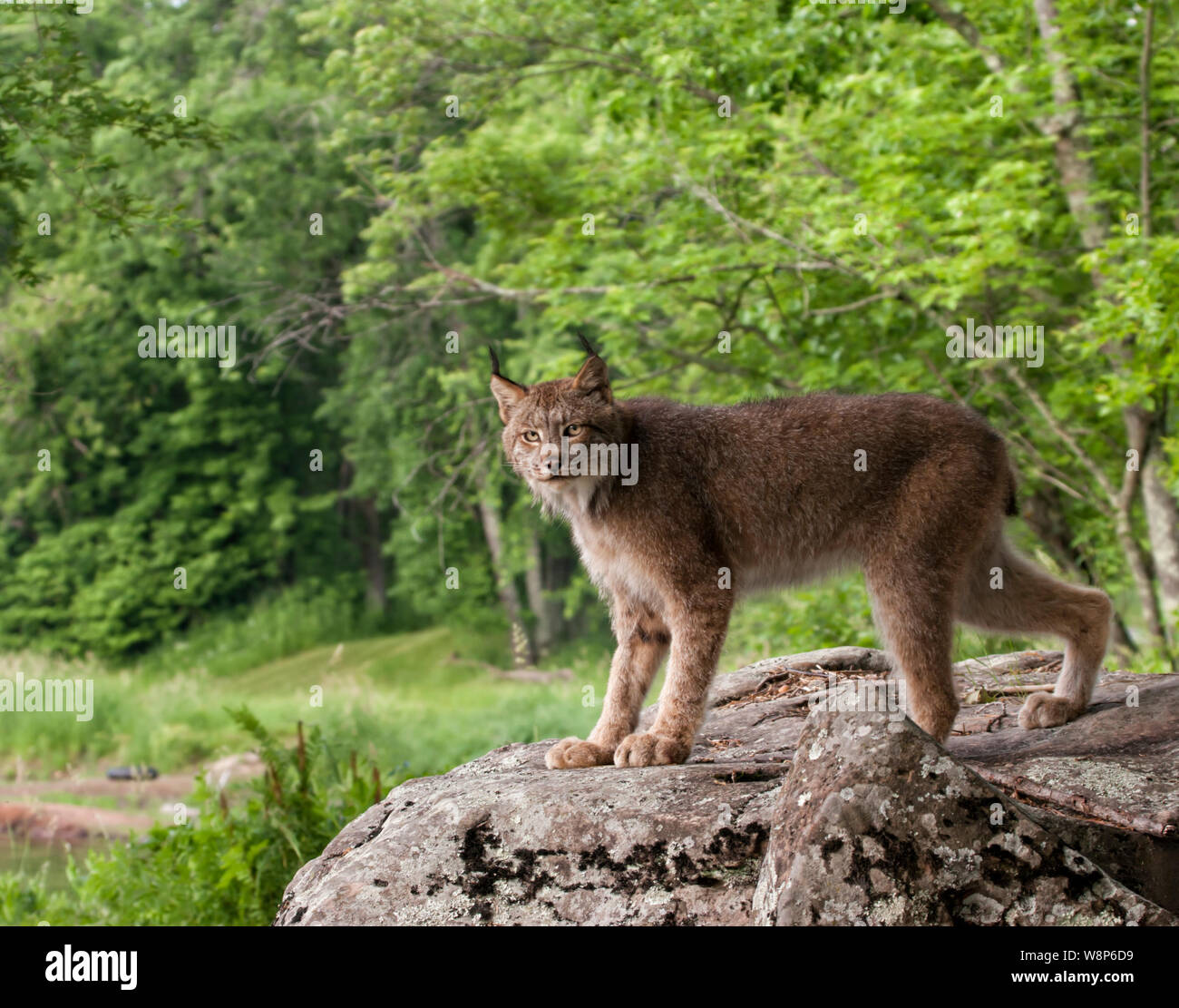 Canadian Lynx ritratto Foto Stock