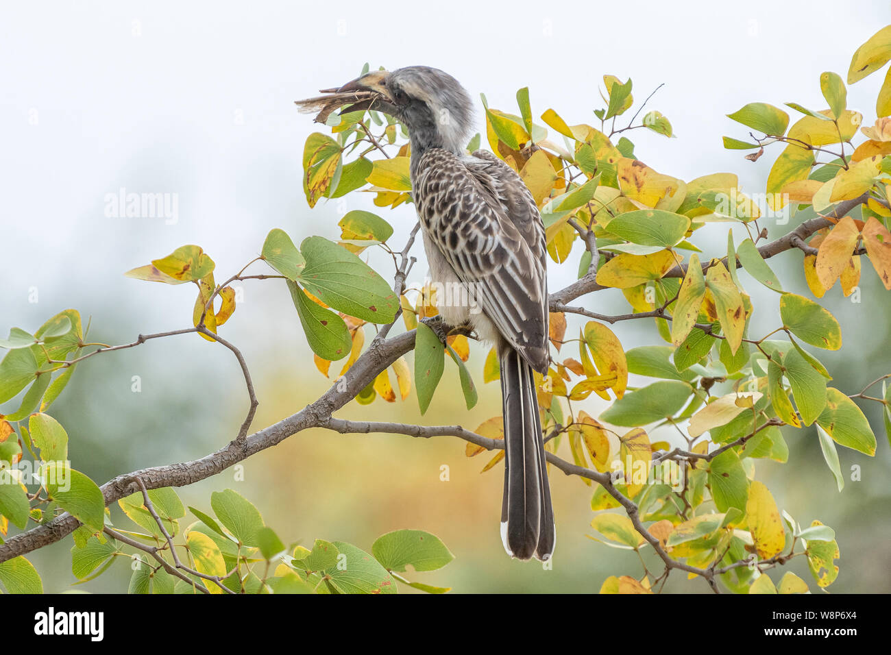 Un africano grigio Hornbill, Tockus alboterminatus, con la sua preda di un insetto in una struttura ad albero mopani Foto Stock