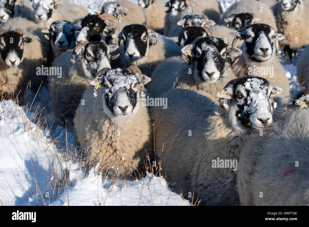 Pecore Swaledale sulla brughiera dopo la tempesta di neve. North Yorkshire, Regno Unito. Foto Stock