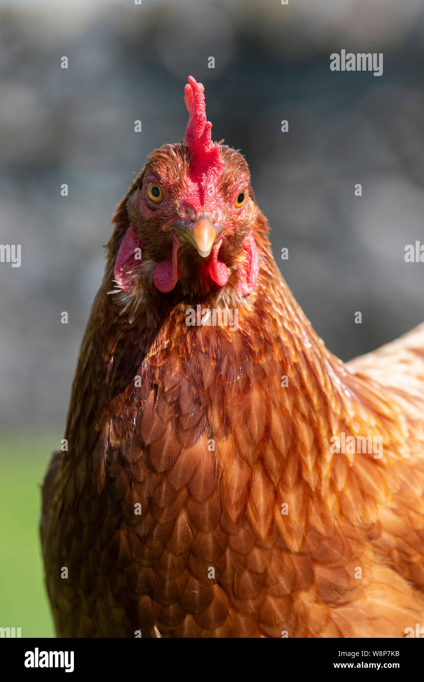Close up di un intervallo libero hen su una piccola azienda, North Yorkshire, Regno Unito. Foto Stock