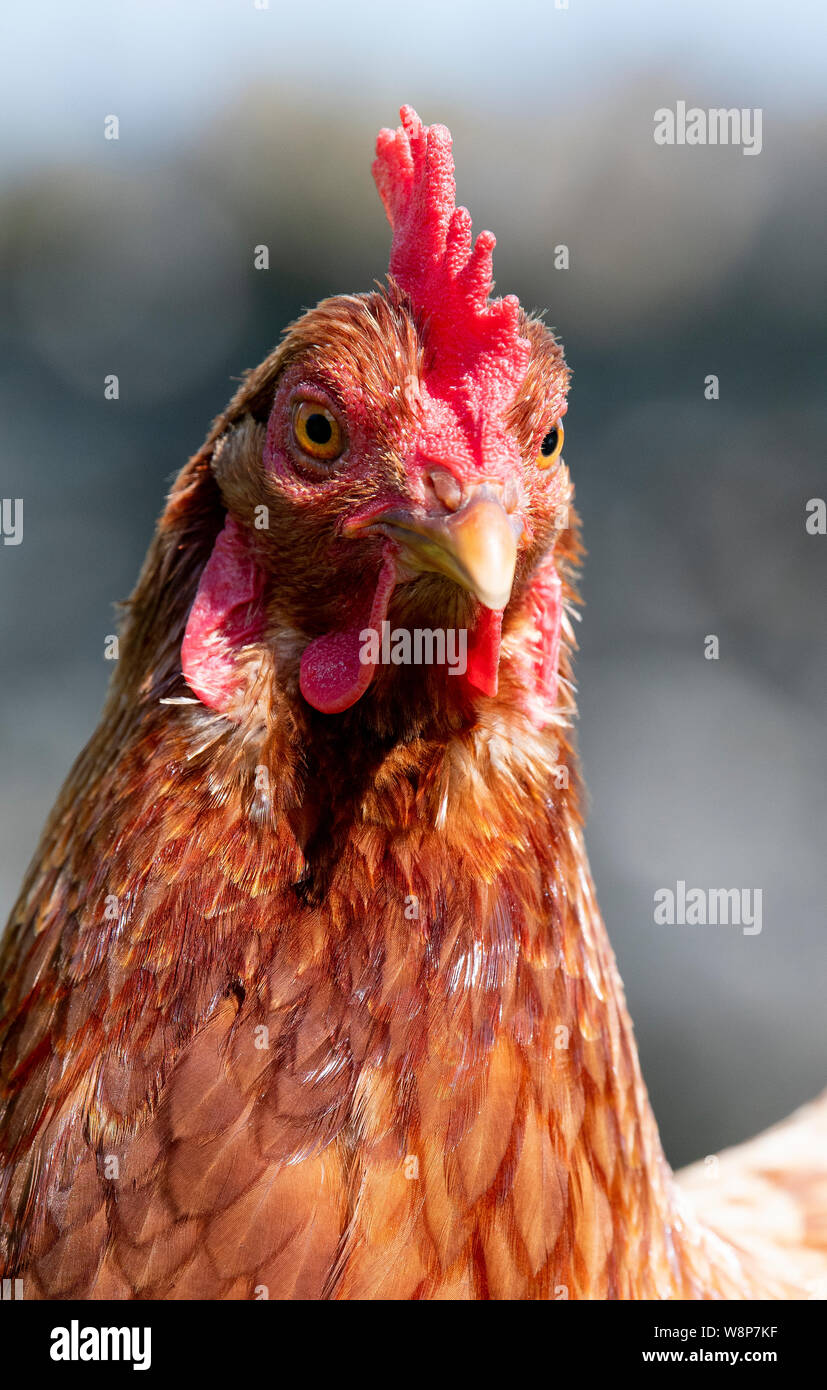 Close up di un intervallo libero hen su una piccola azienda, North Yorkshire, Regno Unito. Foto Stock