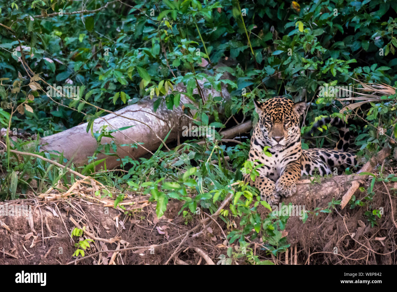 Ritratto di una Jaguar, Panthera onca, appoggiati lungo un fiume nel Pantanal, Mato Grosso, Brasile, Sud America Foto Stock
