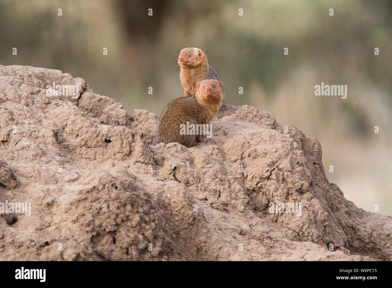 Mongooses nana (Helogale parvula) a den nel tumulo termite Foto Stock