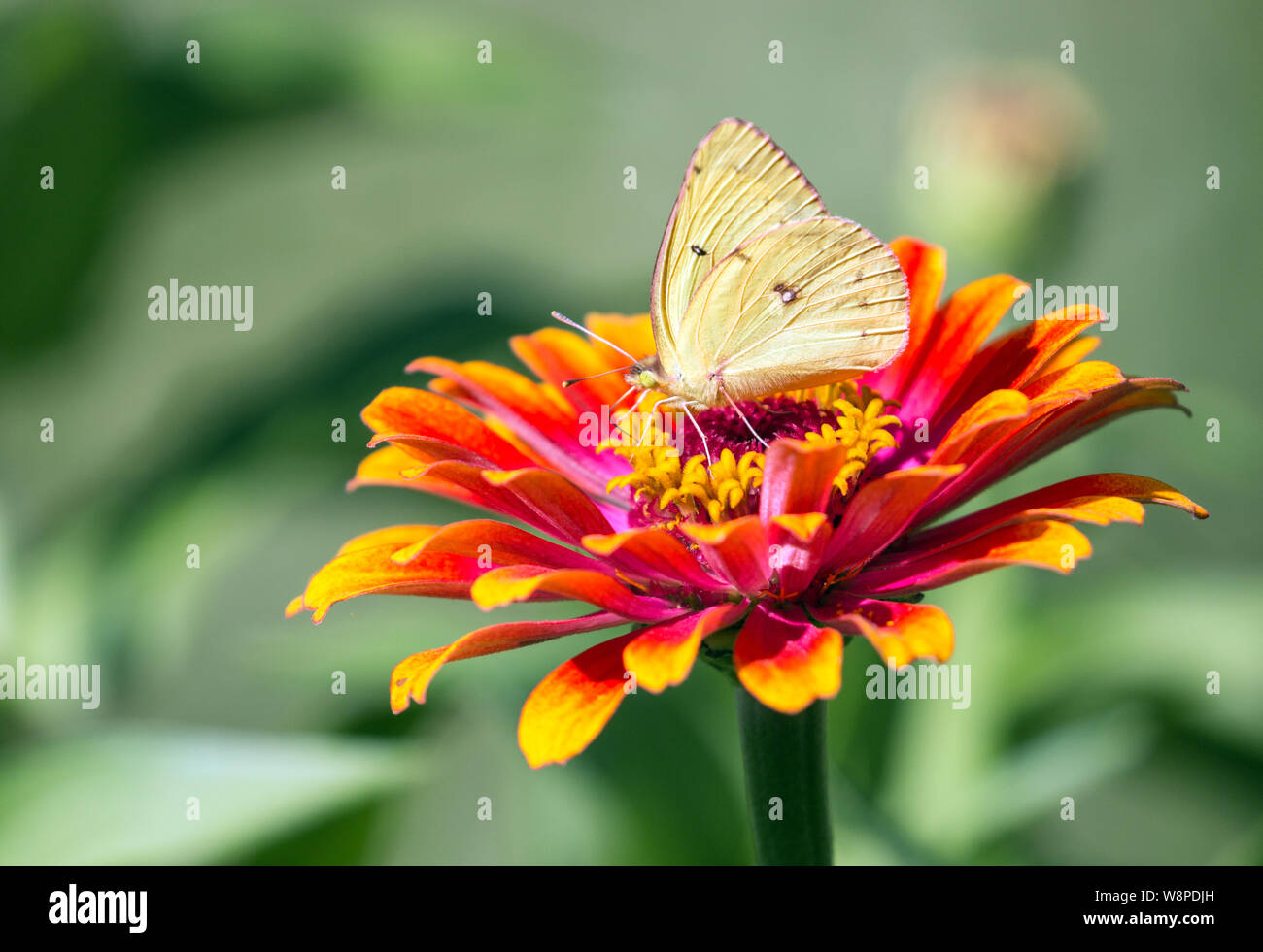 Primo piano della nebulosa farfalla di zolfo Colias philodice) sorseggiando il nettare da orange Zinnia fiore nel giardino,Quebec,Canada Foto Stock