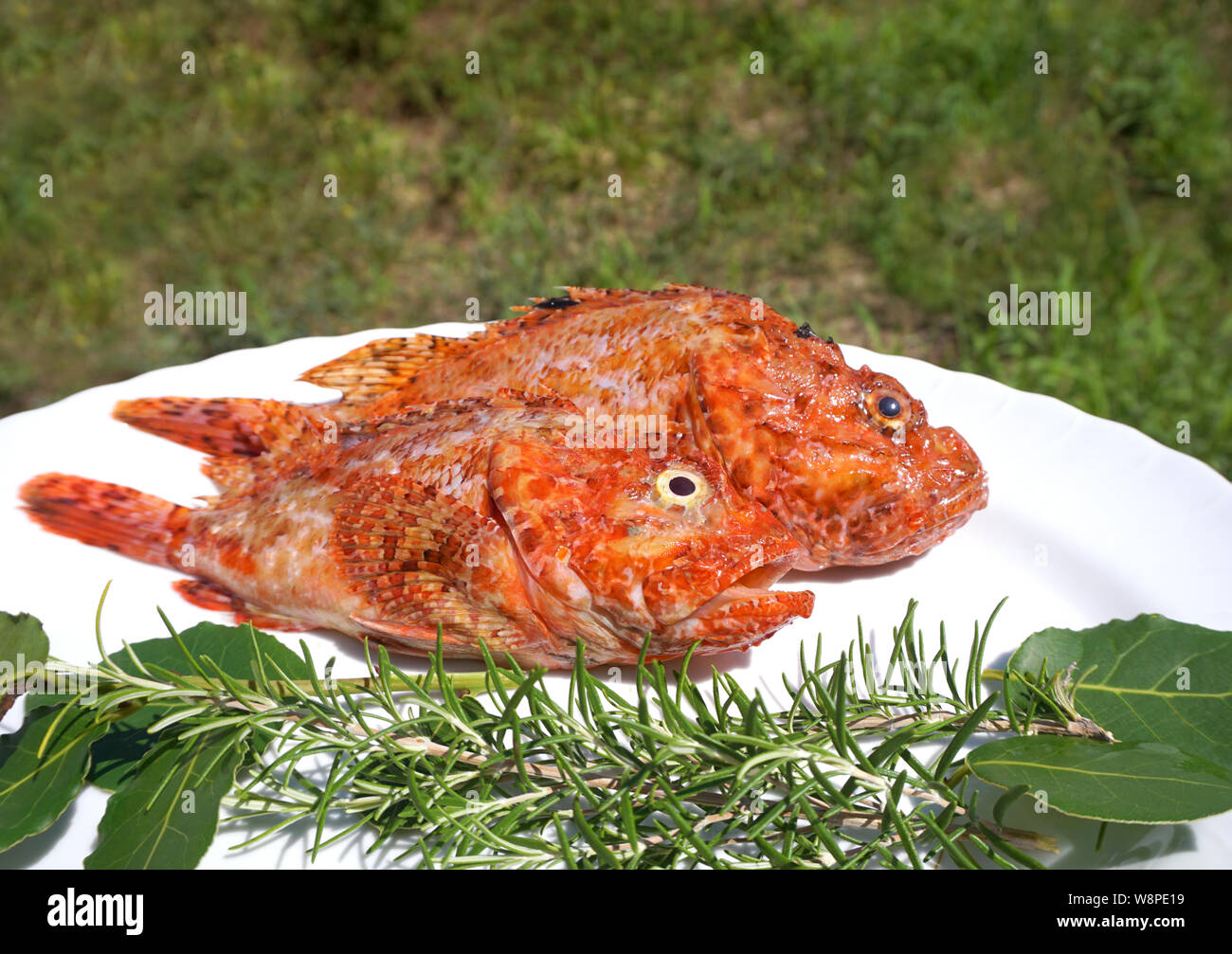 Due fresco e crudo di pesce di mare, scorfano Scorpaena scrofa sulla piastra e decorate con rosmarino e foglie di alloro, preparato per la cottura Foto Stock
