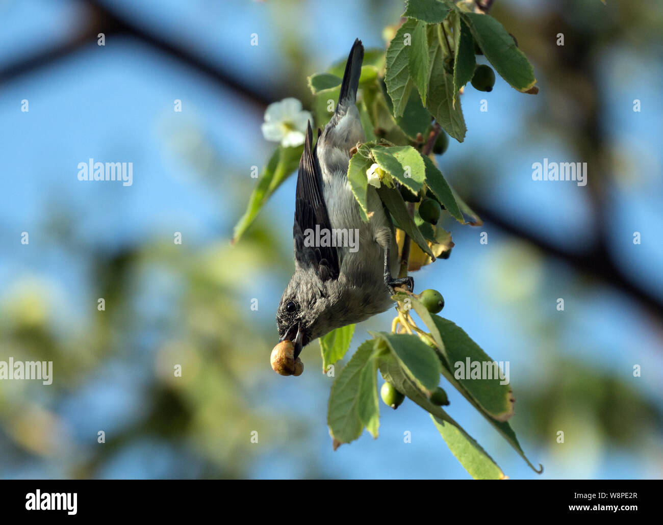 Primo piano di avanzamento a tinta Tanager ( Tangara inornata) appesi da albero fruttifero in Panama Foto Stock