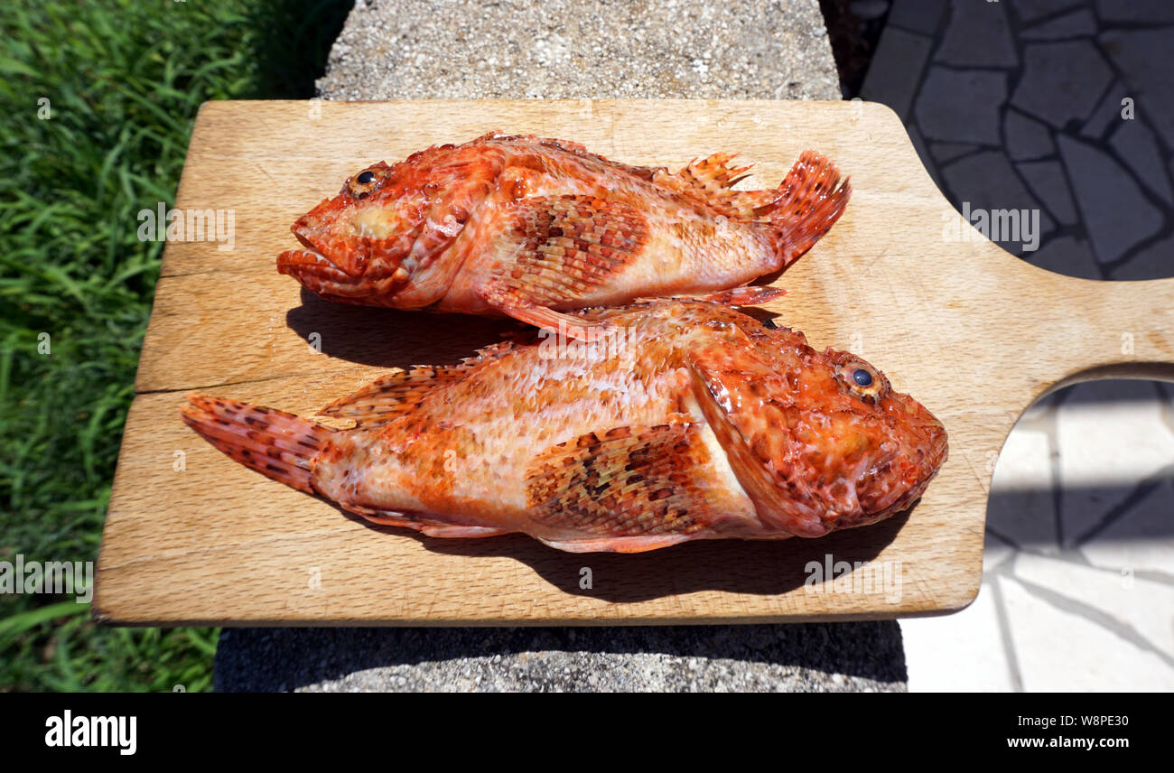 Due pesci rossi Scorpaena scrofa o su una cucina in legno tagliere, preparato per cucinare Foto Stock