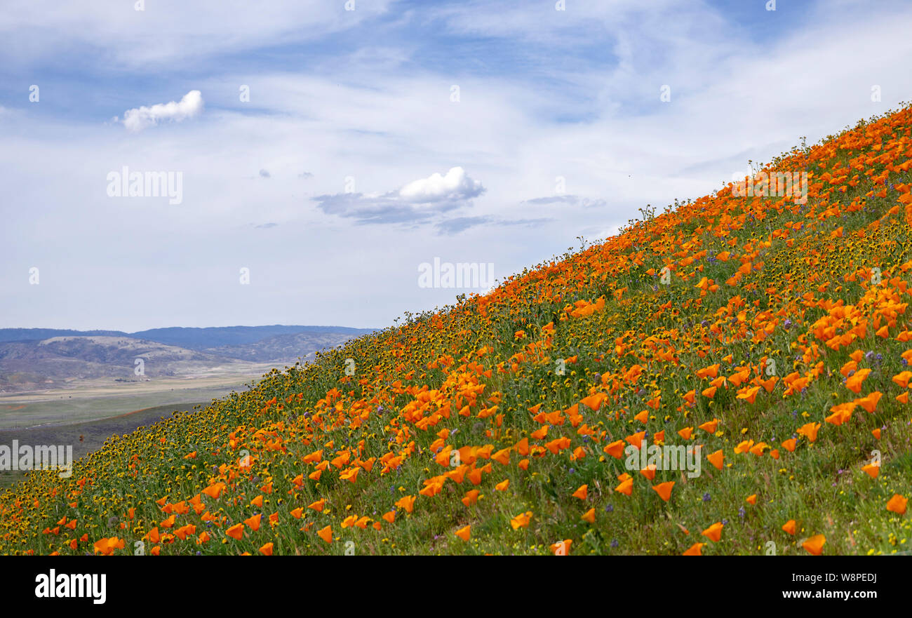 California Poppies in fiore Foto Stock