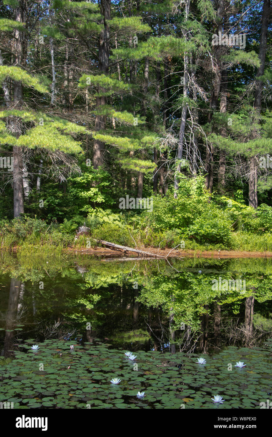 Belle sfumature di verde di soleggiati evergreen rami di alberi intorno ancora un laghetto di gigli circondato Foto Stock