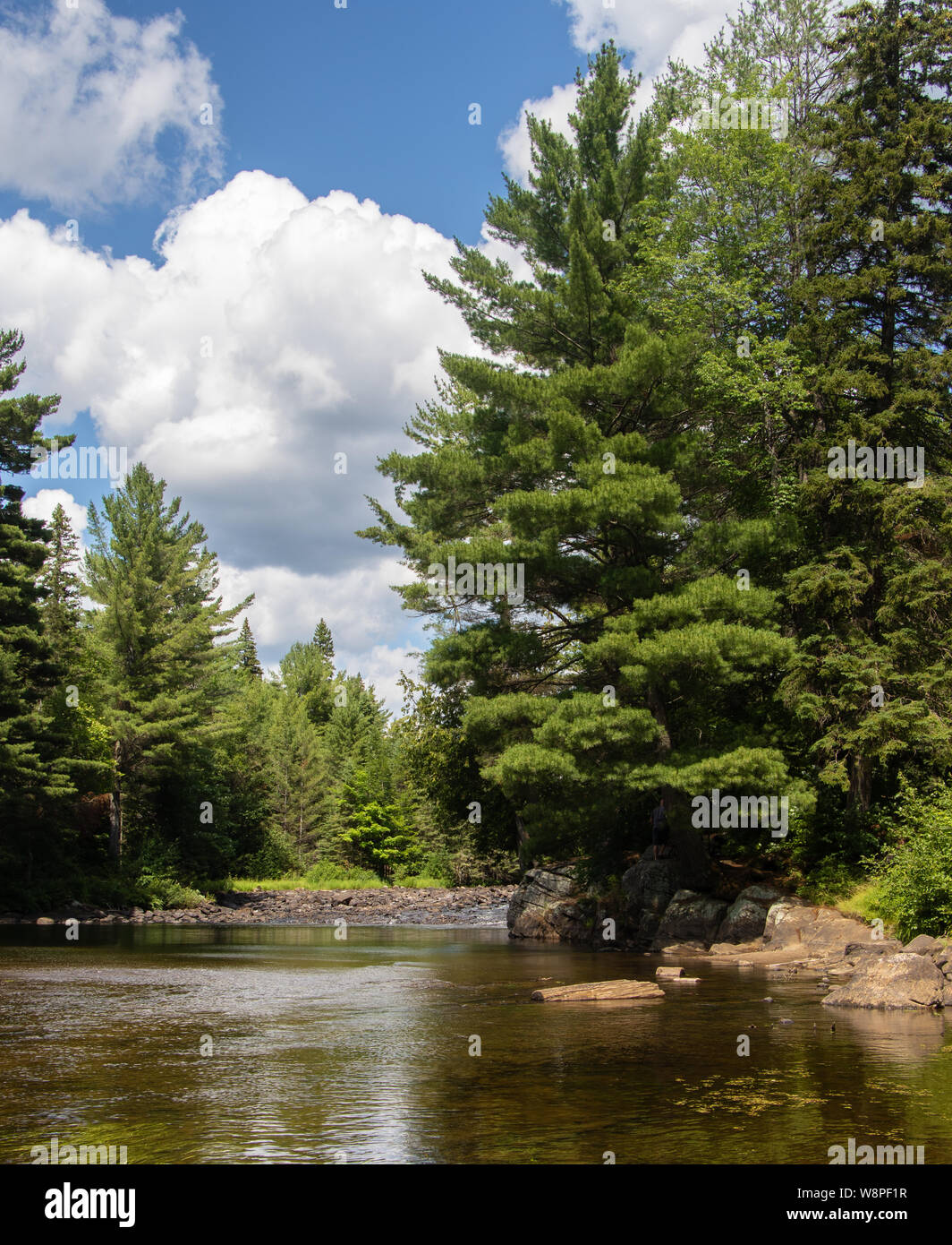 Oxtongue il fiume si snoda attraverso la foresta sempreverde in Ontario Algonquin Park dove le persone camp pala di pesce e per escursioni e pic-nic in primavera estate e autunno. Foto Stock