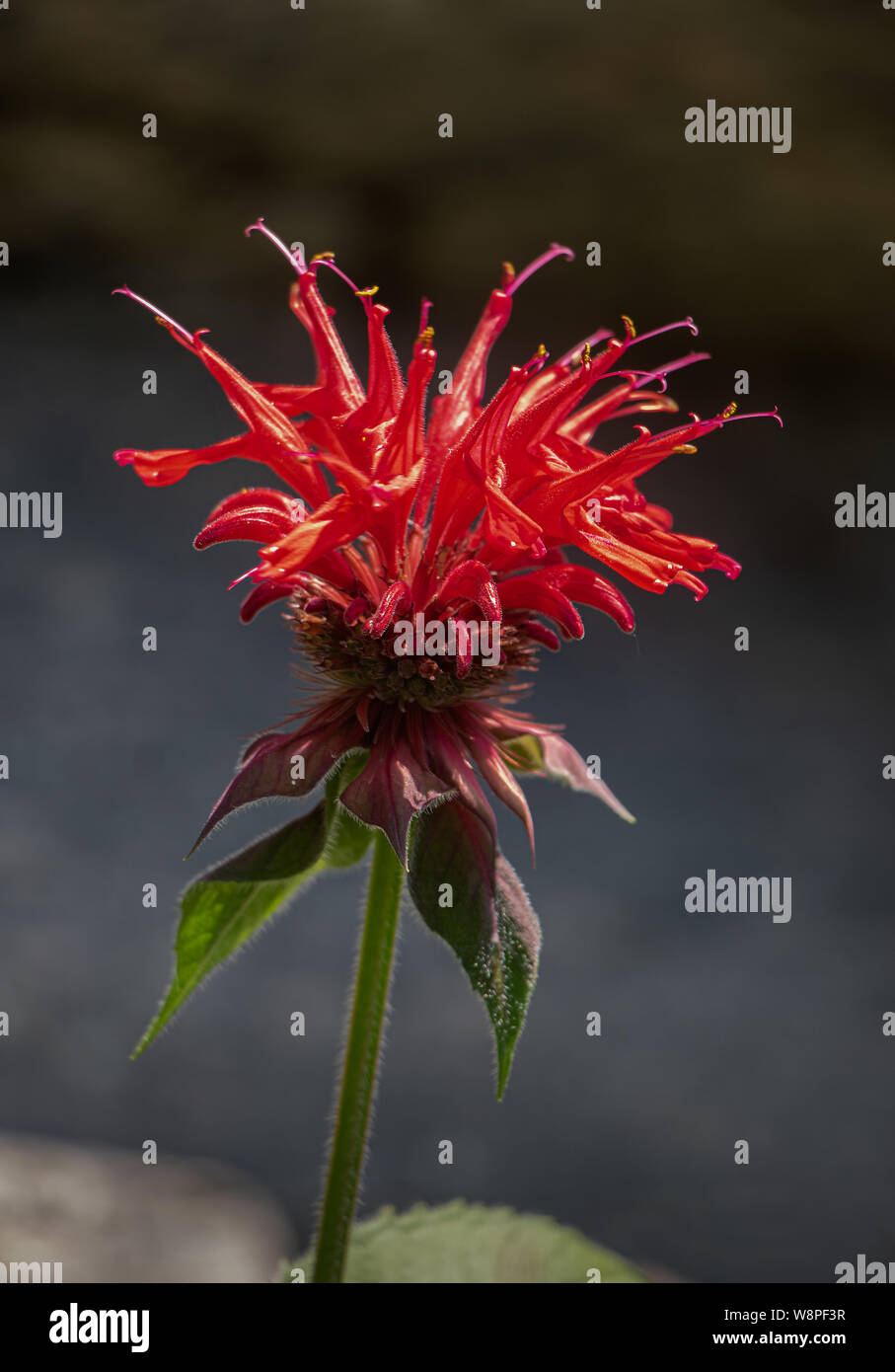 Vivid pink Oswego tea fiore (monarda didyama) Foto Stock