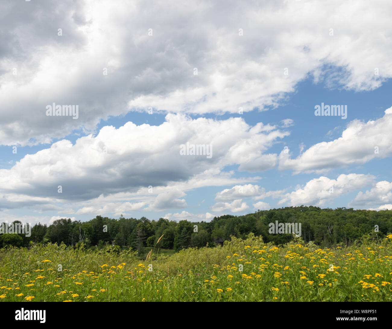 Blue Sky della cape con soffici nuvole bianche su campo verde Foto Stock