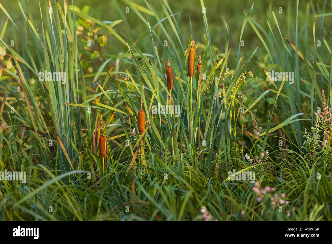 Cattails crescendo in Wisconsin settentrionale. Foto Stock