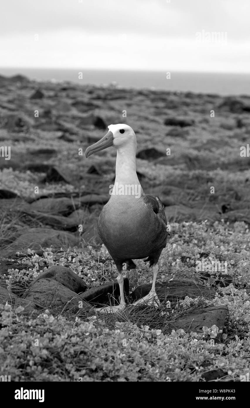 Albatross uccelli presi sulle isole Galapagos Foto Stock