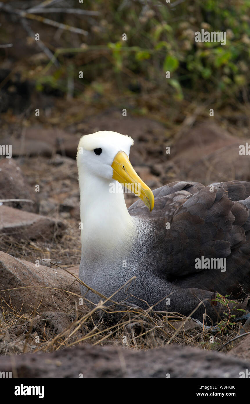 Albatross uccelli presi sulle isole Galapagos Foto Stock