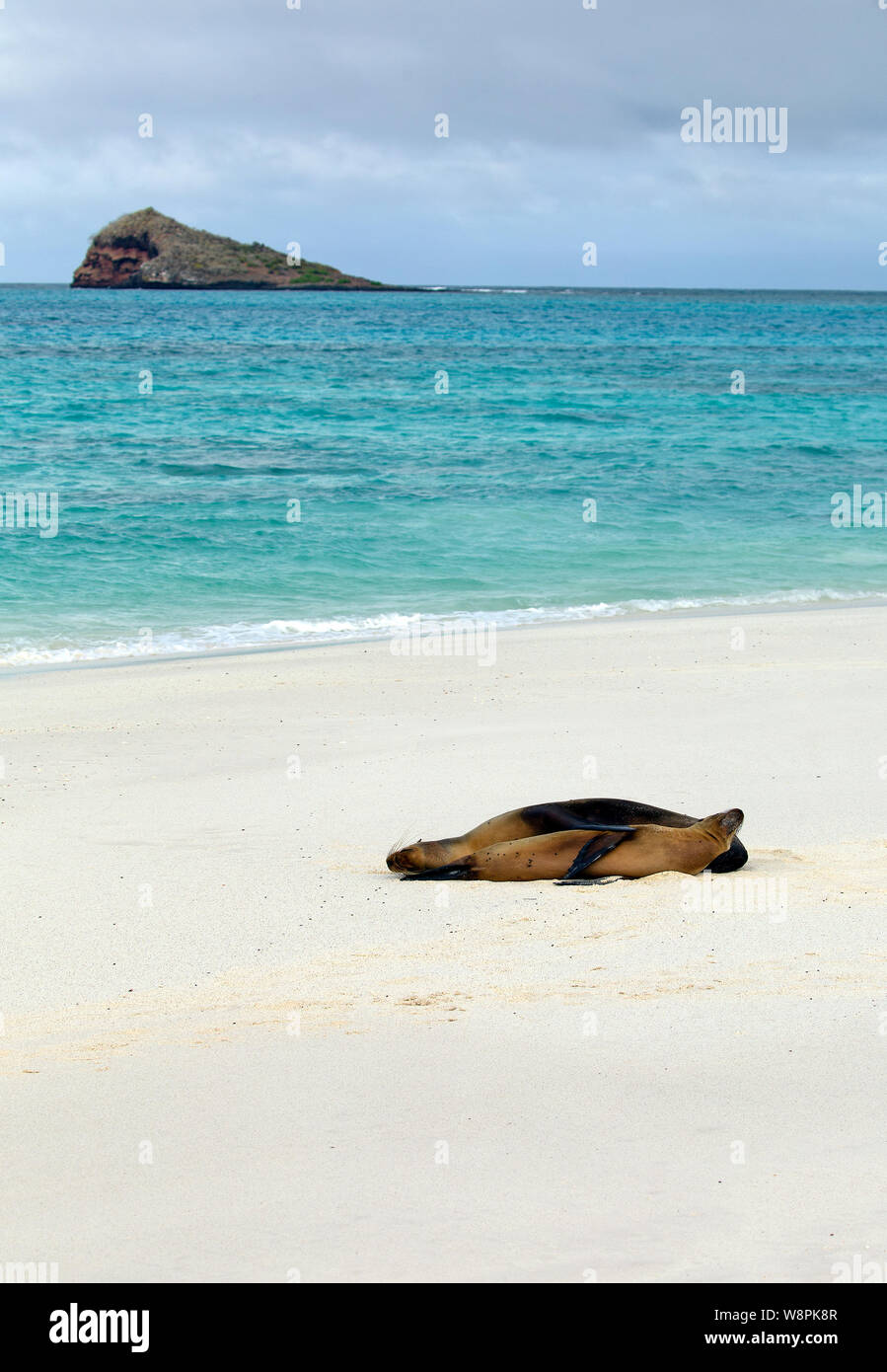 Le Galapagos i leoni di mare presi sulla spiaggia Foto Stock