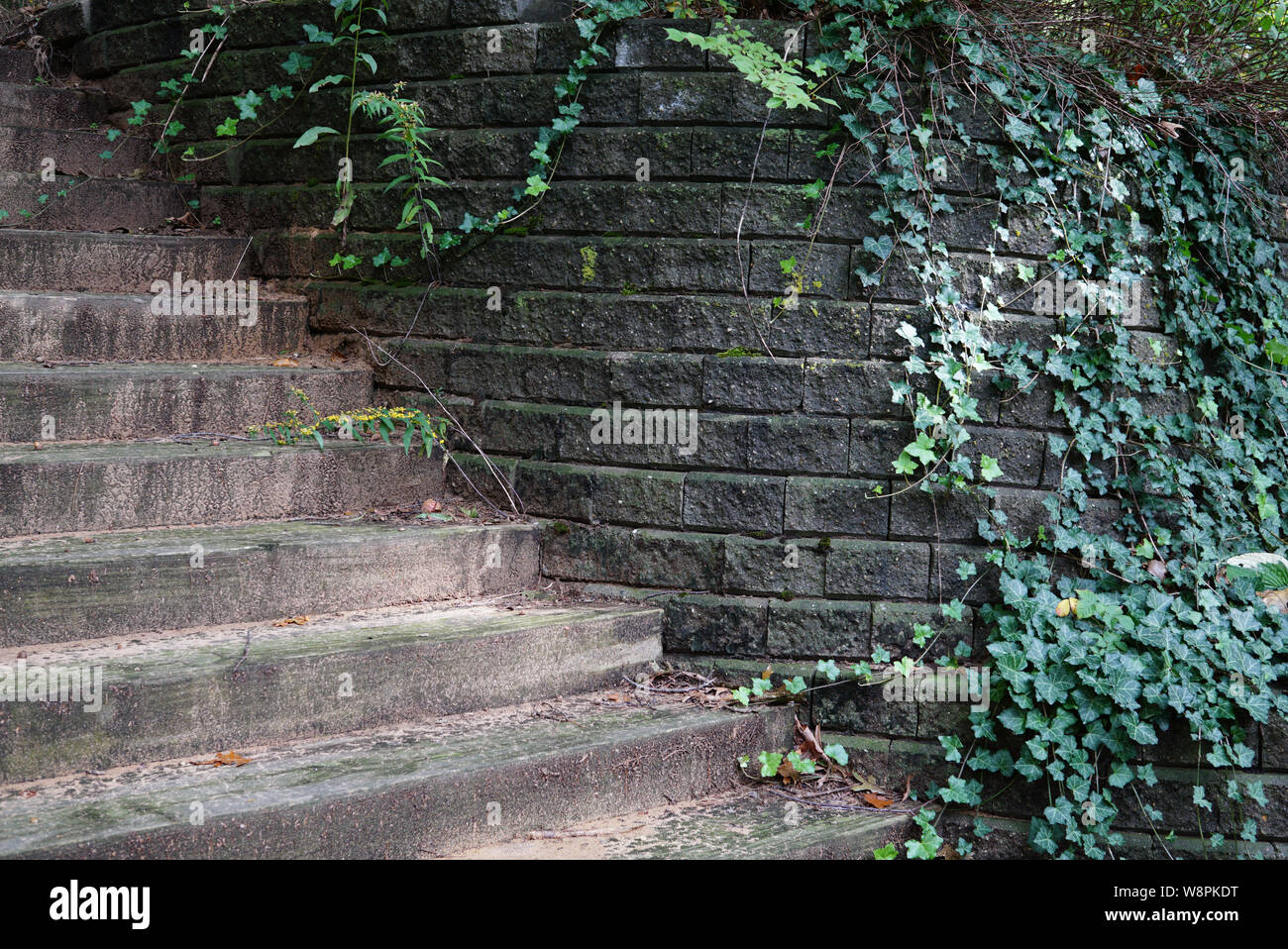 Un muro di pietre di grandi dimensioni con ivy in primo piano. Nei pressi di una scala di legno. Sulla superficie moss. Stati Uniti d'America, Michigan, Olanda Foto Stock