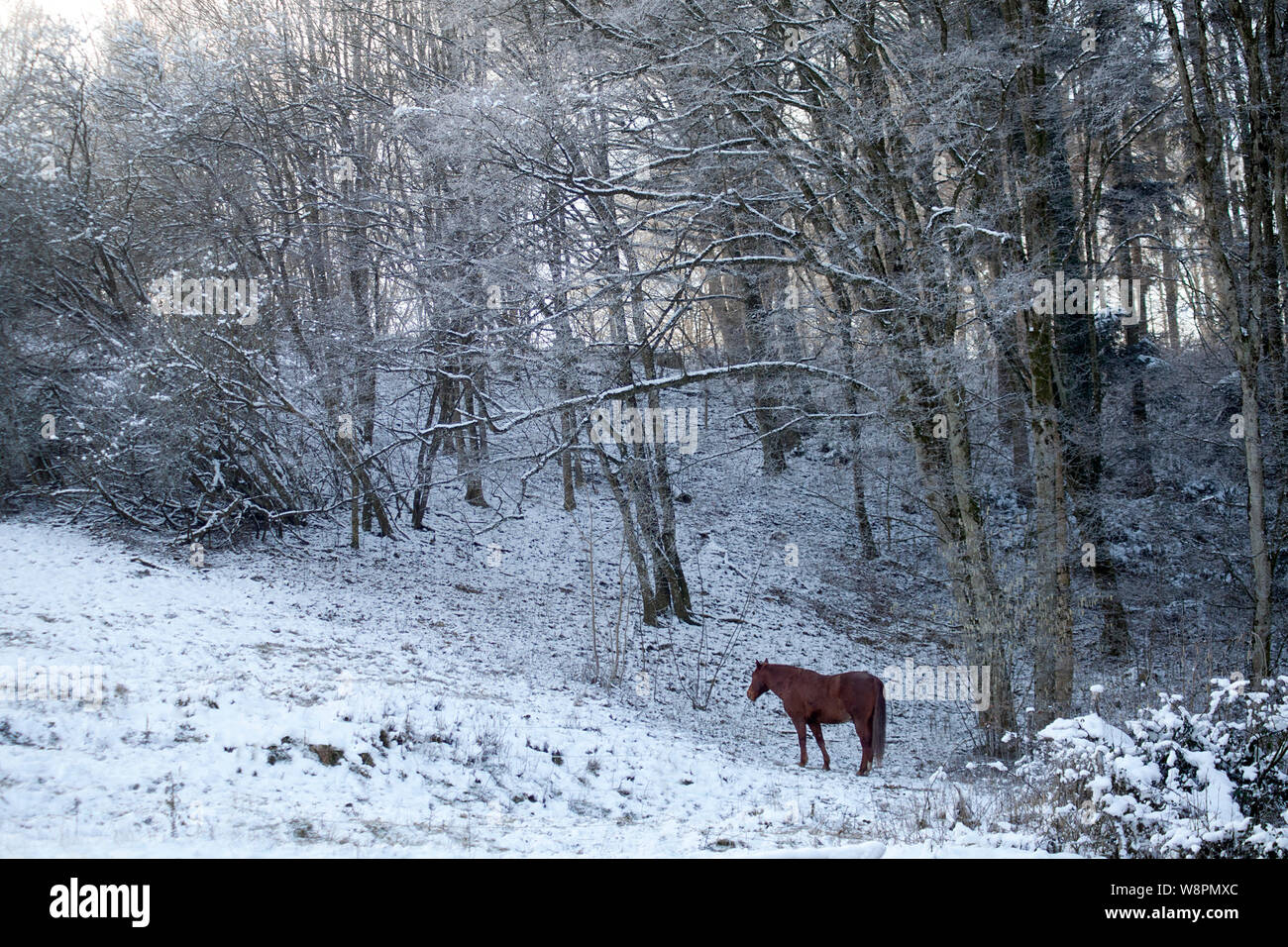 Cavallo in inverno scena fuori sul prato innevato Foto Stock