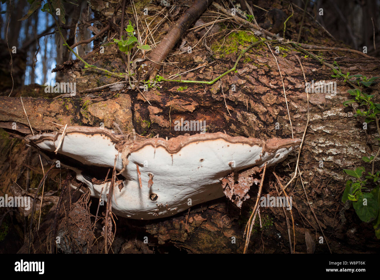 Conk dell'artista (Ganoderma applanatum). Funghi a metà inverno: Nuova Zelanda. Secondo quanto riferito ha proprietà medicinali. Foto Stock