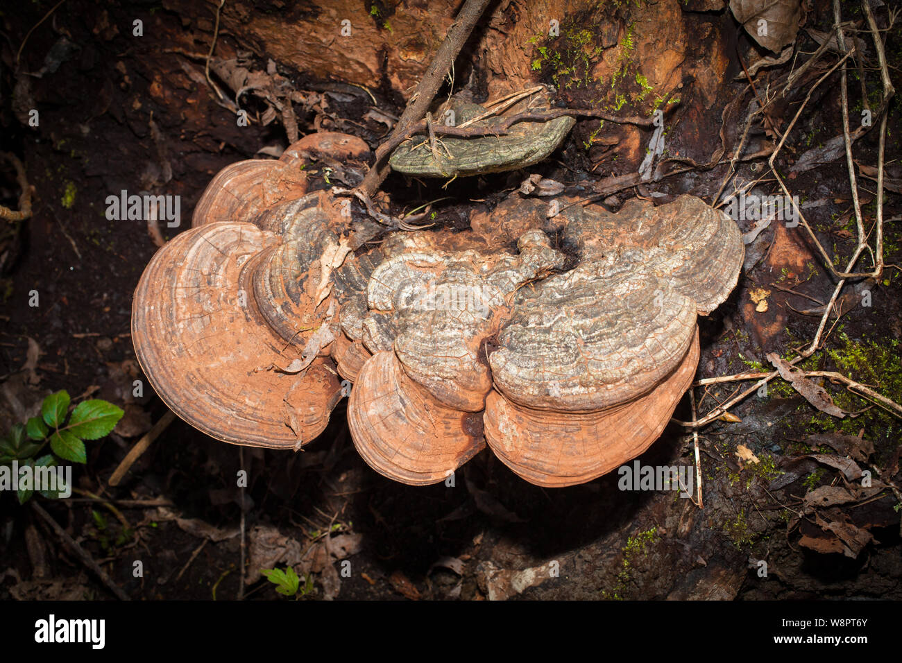 Conk dell'artista (Ganoderma applanatum). Funghi a metà inverno: Nuova Zelanda. Secondo quanto riferito ha proprietà medicinali. Foto Stock