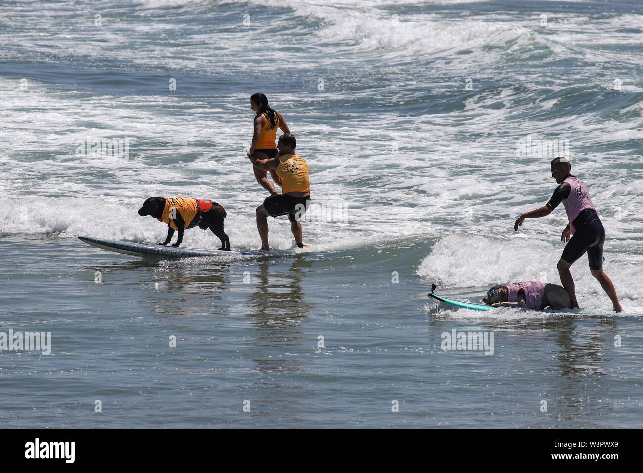 Imperial Beach, California, Stati Uniti d'America. 10 Agosto, 2019. Koa giostre il naso mentre i proprietari Lee e Asako estrarre alcuni seriamente mosse acrobatiche all'Imperial Beach Surf cane la concorrenza. Credito: Ben Nichols/Alamy Live News Foto Stock