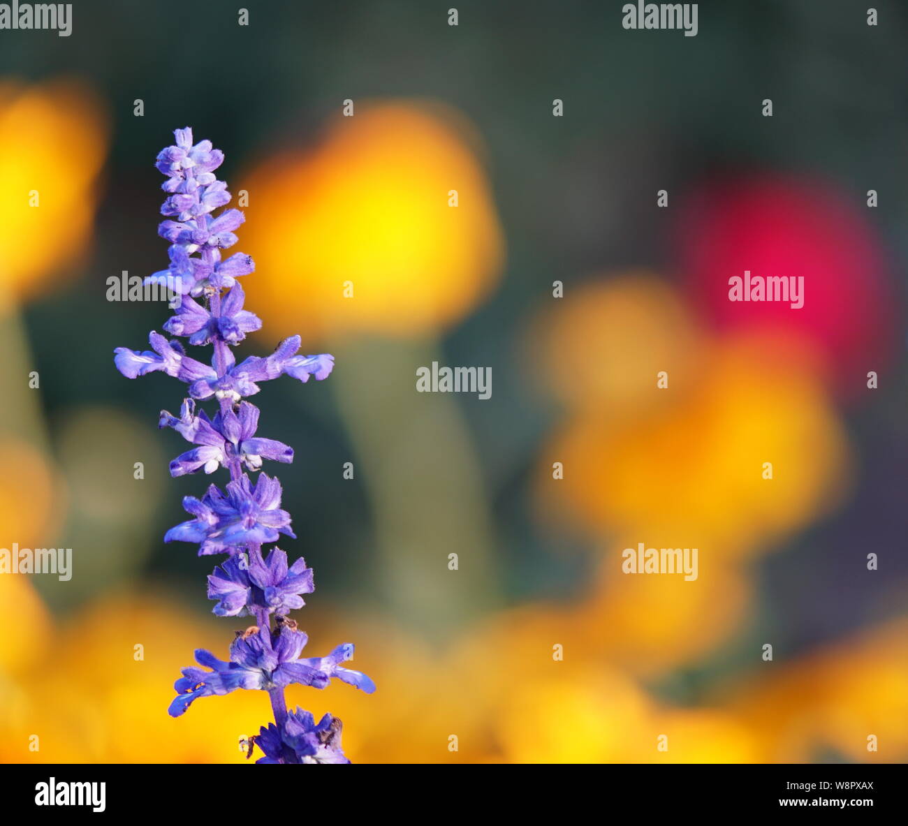 Fiori di campo blu Foto Stock