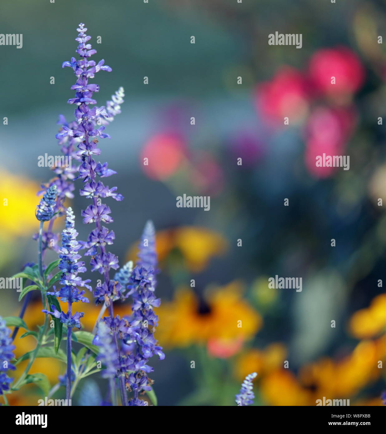 Fiori di campo blu Foto Stock