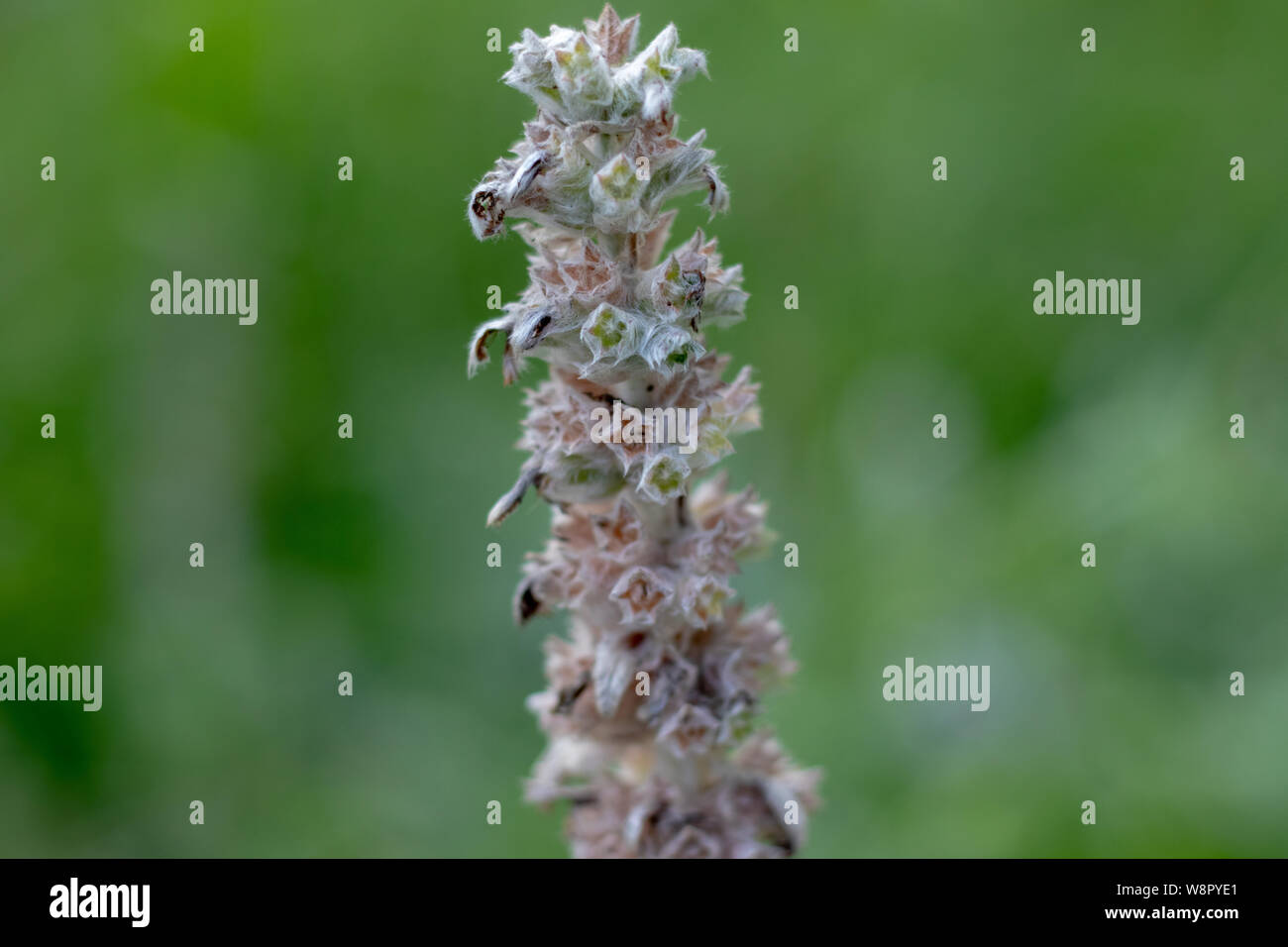 La meravigliosa bellezza di madre natura Foto Stock